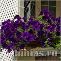 Петуния Opera Supreme Blue - 5 шт 10874 - фото 1117