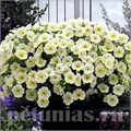 Петуния Opera Supreme Lemon - 5 шт 10876 - фото 1119