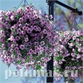 Петуния Opera Supreme Lilac Ice - 5 шт 10877 - фото 1120