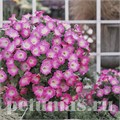 Петуния Opera Supreme Pink Morn - 5 шт 10879 - фото 1122