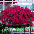Петуния Opera Supreme Purple - 5 шт 10880 - фото 1123
