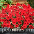 Петуния Opera Supreme Red - 5 шт 10883 - фото 1126
