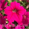 Петуния Opera Supreme Rose - 5 шт 10884 - фото 1127