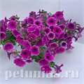 Петуния гибридная Pendolino Deep Violet Ice - 5 шт 10888 - фото 1131