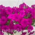Петуния гибридная Pendolino Lilac - 5 шт 10889 - фото 1132