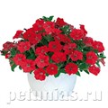 Петуния гибридная Pendolino Red - 5 шт 10890 - фото 1133
