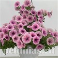Петуния гибридная Pendolino Violet Ice - 5 шт 10893 - фото 1136