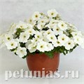 Петуния гибридная Pendolino White - 5 шт 10894 - фото 1137