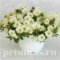 Петуния гибридная Pendolino Yellow Center - 5 шт 10895 - фото 1138