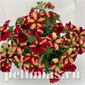Петуния Romantica Burgundy Yellow - 5 шт 10896 - фото 1140