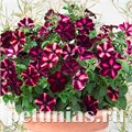 Петуния Romantica Moonlight - 5 шт 10897 - фото 1141