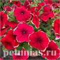 Петуния Romantica Sofie - 5 шт 10899 - фото 1143