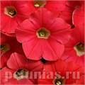 Петуния Shock Wave Coral Crash - 5 шт 10900 - фото 1145