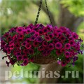 Петуния Shock Wave Deep Purple - 5 шт 10901 - фото 1146