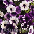 Петуния Shock Wave Purple Tie Dye - 5 шт 10905 - фото 1150