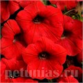 Петуния Shock Wave Red - 5 шт 10906 - фото 1151