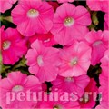 Петуния Shock Wave Rose - 5 шт 10907 - фото 1152