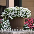 Петуния Shock Wave White - 5 шт 10908 - фото 1153