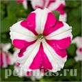 Петуния Skybox Rose Star - 3 шт 10910 - фото 1156