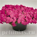 Петуния Success! Pink - 5 шт 10913 - фото 1161