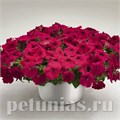 Петуния Success! Rose - 5 шт 10915 - фото 1163