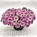 Петуния Success! Silver Vein - 5 шт 10917 - фото 1165