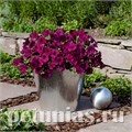 Петуния Success! Violet - 5 шт 10918 - фото 1166