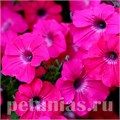 Петуния Tidal Wave Hot Pink - 5 шт 10921 - фото 1170