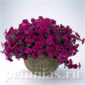 Петуния Tidal Wave Purple - 5 шт 10922 - фото 1171