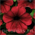 Петуния Tidal Wave Red Velour - 5 шт 10923 - фото 1172