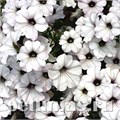 Петуния Tidal Wave Silver - 5 шт 10924 - фото 1173