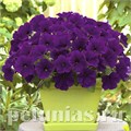 Петуния Trilogy Blue - 5 шт 10925 - фото 1175