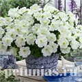Петуния Trilogy Lime - 5 шт 10926 - фото 1177