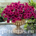 Петуния Trilogy Purple - 5 шт 10928 - фото 1179