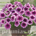 Петуния Trilogy Purple Vein - 5 шт 10929 - фото 1180