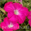 Петуния Trilogy Rose - 5 шт 10930 - фото 1181
