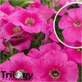 Петуния Trilogy Rose Gen2 - 5 шт 10931 - фото 1182
