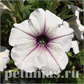 Петуния Trilogy Silver Blotch - 5 шт 10934 - фото 1184