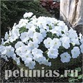 Петуния Trilogy White - 5 шт 10935 - фото 1185
