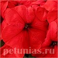 Петуния Trilogy Red Gen2 - 5 шт 11379 - фото 1186