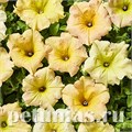 Петуния Diamond Sun Shades - 5 шт 10938 - фото 1189