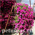 Петуния Purple Velvet - 5 шт 10939 - фото 1190