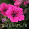 Петуния Rose Vein Velvet - 5 шт 10940 - фото 1191