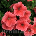 Петуния Salmon Shades Velvet - 5 шт 10941 - фото 1192