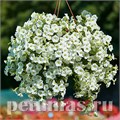 Петуния White Velvet - 5 шт 10942 - фото 1193