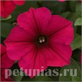 Петуния Wave Carmine Velour - 5 шт 10943 - фото 1195