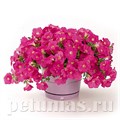 Петуния Wave Pink - 5 шт 10946 - фото 1198