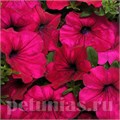 Петуния Wave Purple - 5 шт 10947 - фото 1199