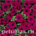 Петуния Wave Purple Classic - 5 шт 10948 - фото 1200