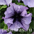 Петуния Daddy Blue - 10 шт 10953 - фото 1202